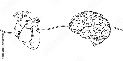 Human heart and brain connected by a line, symbolizing the intricate connection between emotions and intellect, mind and body harmony.