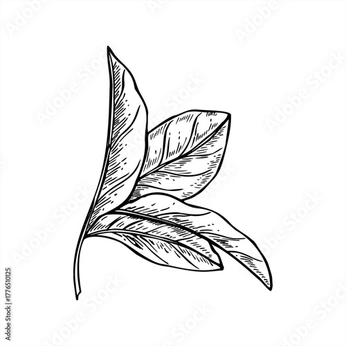 Citrus branch with leaves monochrome vector illustration painted by black inks. Etching drawing of lemon, tangerine or orange plant for organic cosmetics, Mediterranean cuisine, herbal tea label