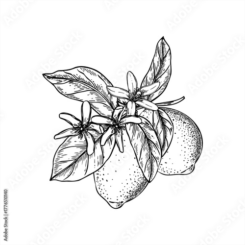 Lemons on branch with leaves and flowers monochrome vector illustration. Etching drawing of blooming citrus plant with ripening pods for Mediterranean cuisine, herbal tea label, natural lifestyle
