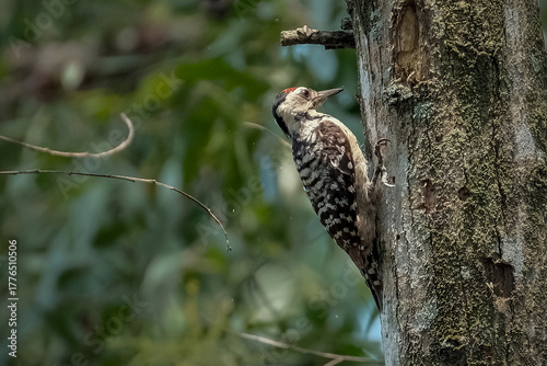 Great Spotted Woodpecker foraging for insects