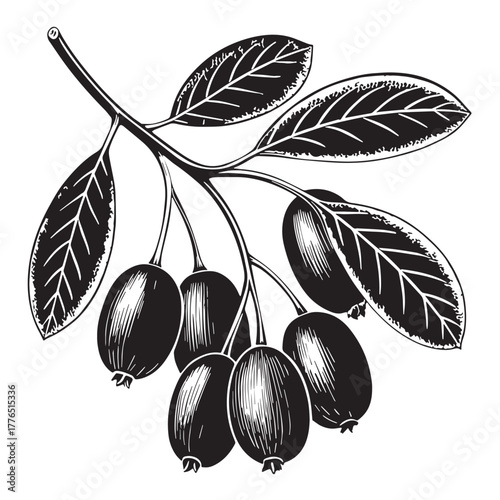 Black barberry fruit Silhouette Vector, High Quality Illustration on White Background
