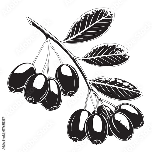 Black barberry fruit Silhouette Vector, High Quality Illustration on White Background