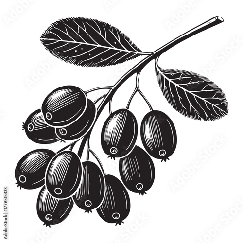 Black barberry fruit Silhouette Vector, High Quality Illustration on White Background
