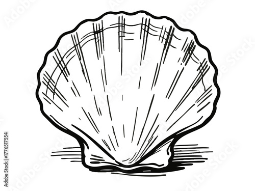 Simple illustration of a scallop. Simple. Seafood. Monochrome. Shellfish.