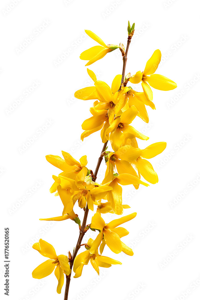 Obraz premium Bright yellow forsythia flowers bloom on a dark background