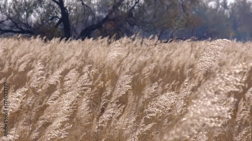 Dry marsh grass sways in the wind and glitters in the autumn sun.
