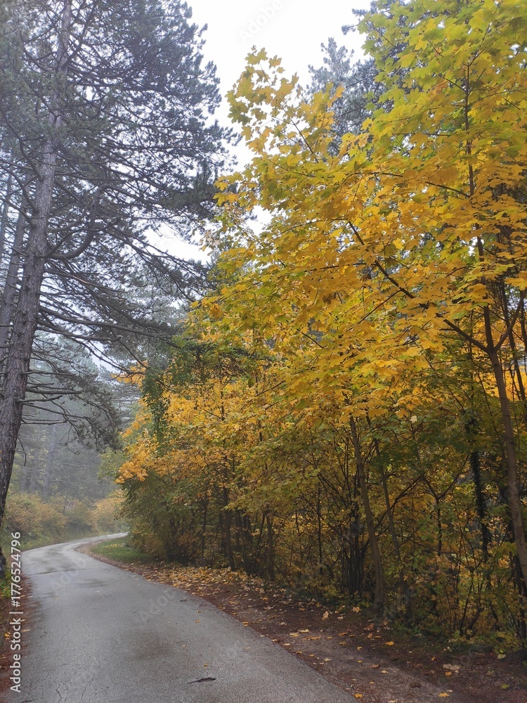 Obraz premium road in autumn forest
