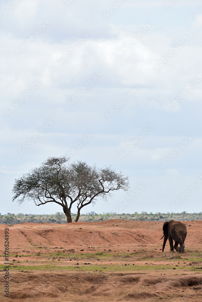 Fototapeta premium African wildlife: elephant moving in Tsavo East National Park, Kenya