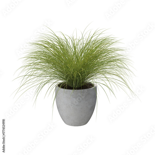 Sedge potted bush studio light isolated transparent background 3d rendering PNG
