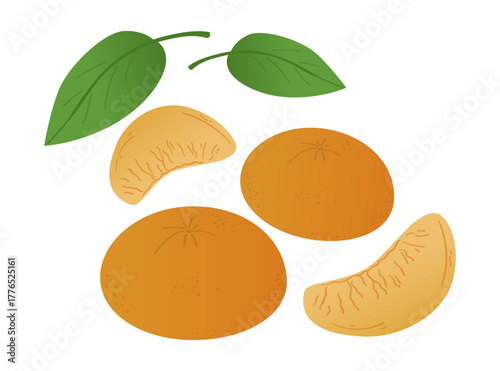 Tangerine vector illustration showing whole fruit and slices with green leaves. The image highlights the fresh citrus appeal ideal for food-related designs and concepts.