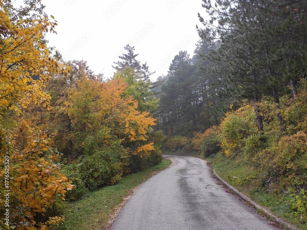 Fototapeta premium road in autumn forest