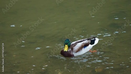 Curious Male Mallard Duck Tilting Head While Floating in Place