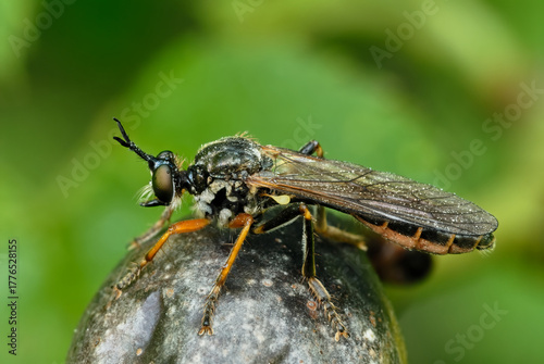 Stripe legged robber fly, Dioctria hyalipennis male, close up