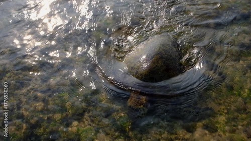 A large sea turtle grazes in the shallow waters of the sea.