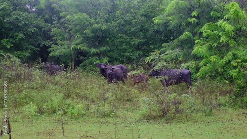 A herd of Asian water buffalo, also known as water buffalo, in a forested area. These animals are widespread in Southeast Asia and India.
