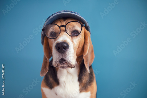 Schilderij op canvas Funny face of a beagle dog wearing glasses