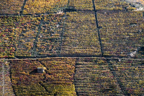 Tons of grapes grow on the vineyard covered hillsides of Ribeira Sacra