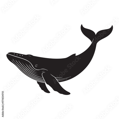 Humpback whale swimming in the ocean isolated on white background, a majestic marine mammal with distinctive features