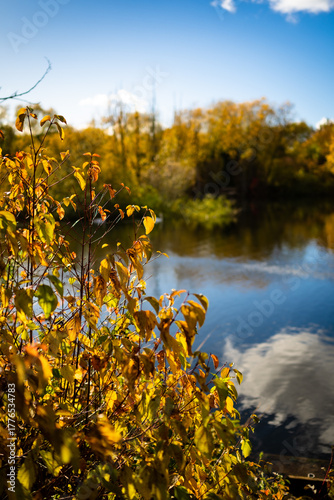 autumn leaves on the water