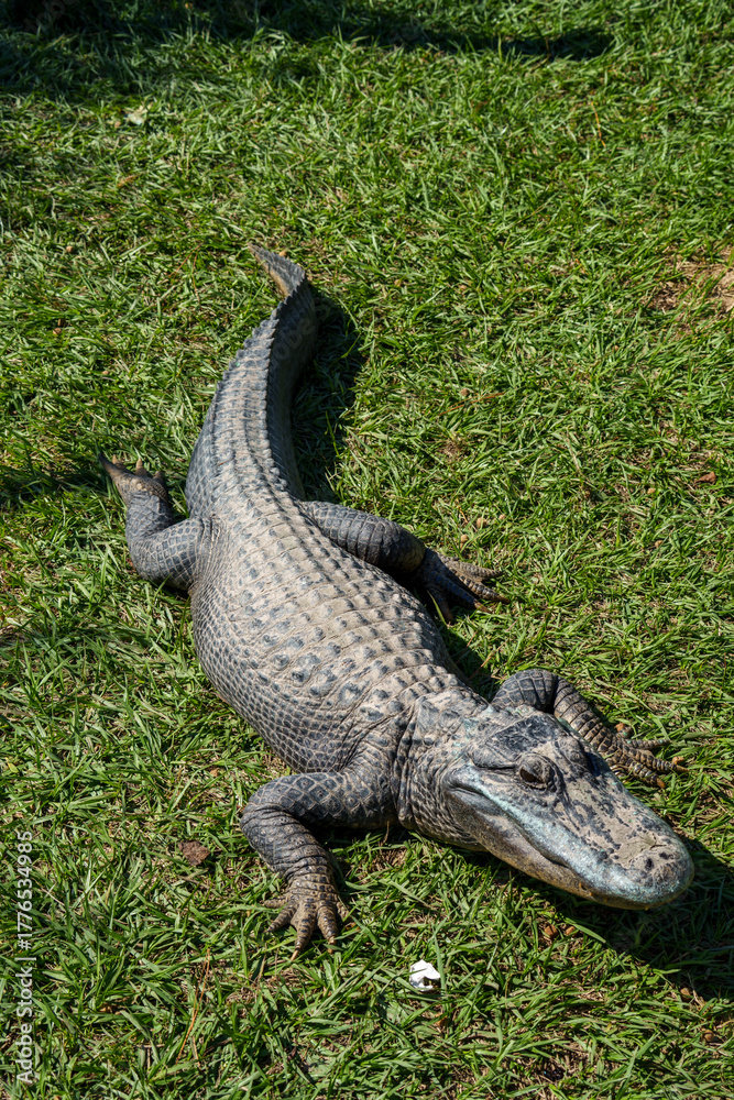 Obraz premium alligator takes sunbath and nap on grass in Beaumont, Texas