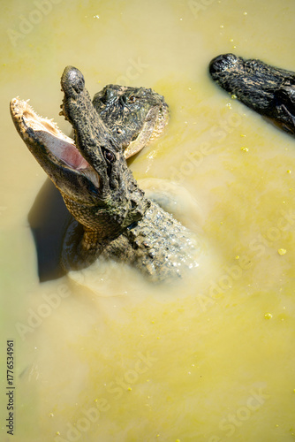 alligator in the water