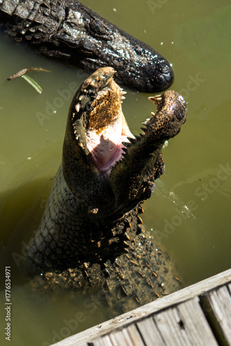 hungry alligators jump off water with open mouth