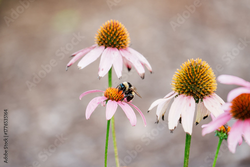 bee is harvesting flower pollen on flower