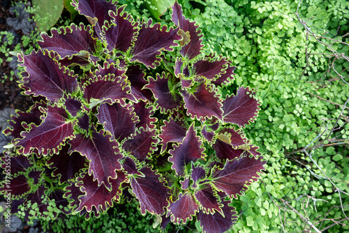 coleus in greenhouse garden in Beaumont, Texas