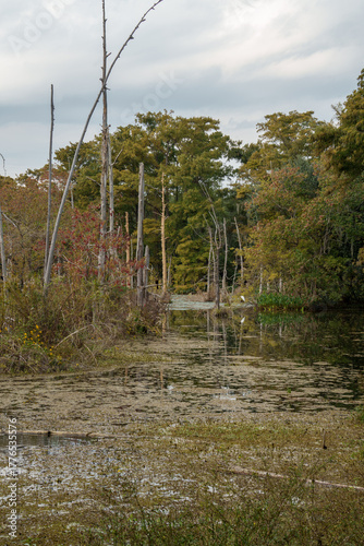 river in the forest in Beaumont, Texas