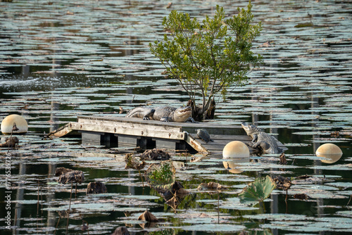 alligators take sunbath on dock over lake in Beaumont, Texas