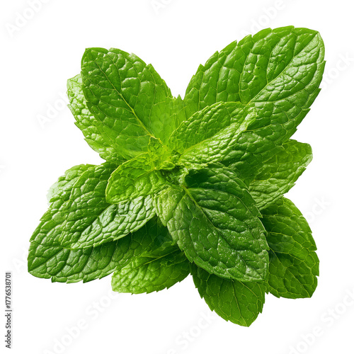 Fresh Mint Leaves Gathered From the Garden for Cooking and Garnishing Dishes