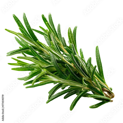 Fresh Rosemary Sprig Showcasing Vibrant Green Leaves Ideal for Cooking and Se...