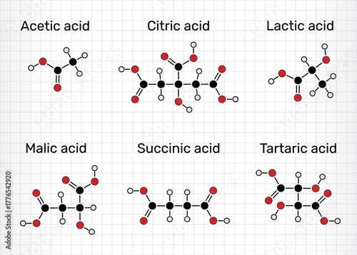 Сommon food acids molecules. Acetic acid (E260), lactic acid (E270), citric acid (E330), malic acid (E296), succinic acid (E363), tartaric acid (E334). Sheet of paper in a cage. Vector illustration