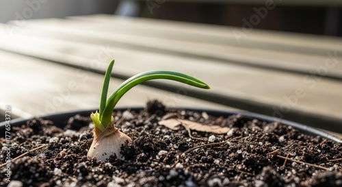 Onion Sprout Emerging From Soil: The Beginning Of The Next Stage Of Growth