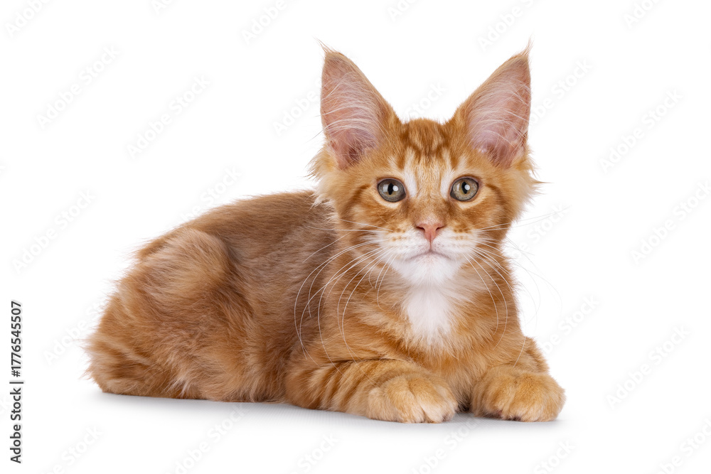 Obraz premium Red Maine Coon cat kitten laying down side ways. Looking towards camera. Isolated on a white background
