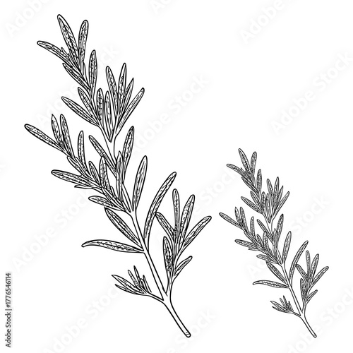 Rosemary sprigs herb spice healthy food ingredient plant branch leaves isolated on white background hand drawn illustration.