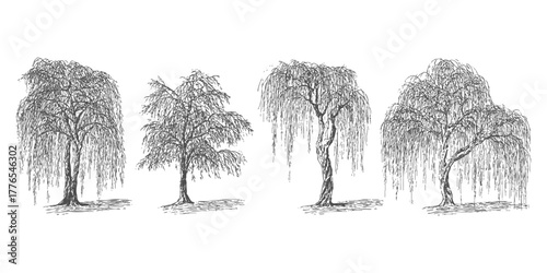 Set of weeping willow trees. Hand drawn vector outline sketch style illustrations. Beautiful botanical drawings isolated on white background.