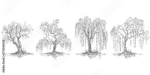 Collection of weeping willow trees with exposed roots. Hand drawn vector sketch illustration style, engraving. Isolated on white background.