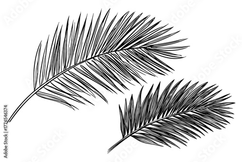 Tropical palm tree leaves in hand drawn style. Exotic foliage illustrations for design elements and nature concepts.