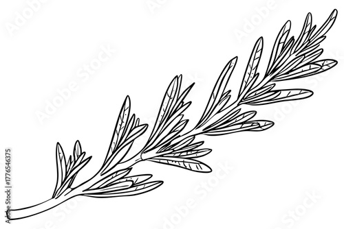 A fragrant rosemary branch illustration. Herb for culinary design, essential oils, and aromatic concepts. Isolated vector.