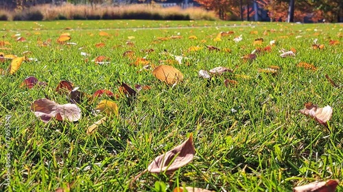 Golden Autumn Leaves on Green Grass. A beautiful ground-level view of vibrant autumn leaves scattered across fresh green grass in a park on a bright day.