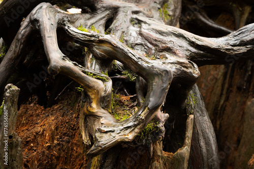 tree roots in the forest