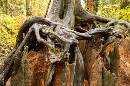 tree roots in the forest