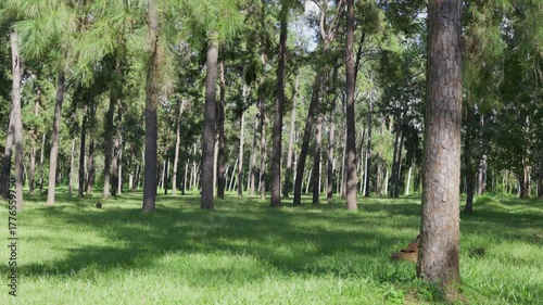Forest of trees, beautiful nature