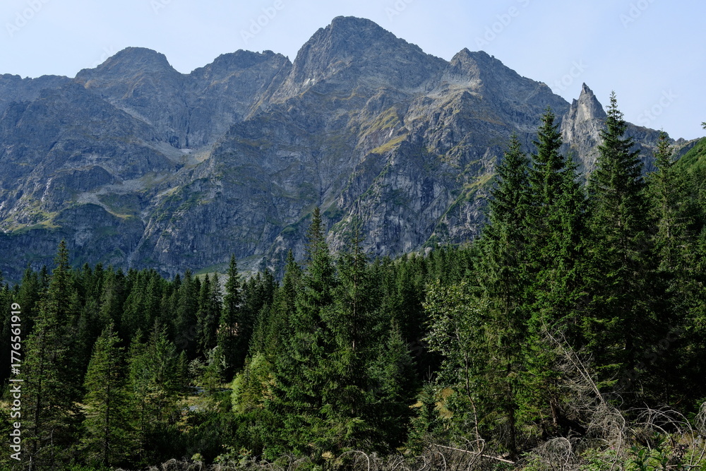 Fototapeta premium Tatry, zielone leśne zbocza i skalne ściany z górskimi szczytami w tle, letni krajobraz
