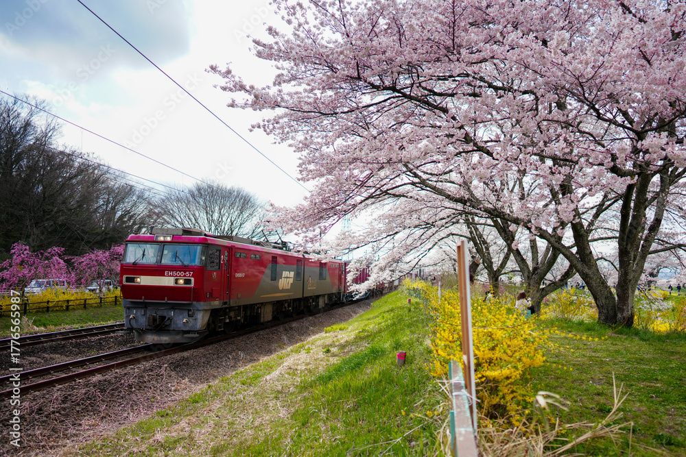 Naklejka premium 電車と桜