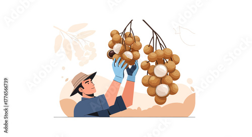 A Farmer Harvesting Longan Fruits From the Tree a Fresh and Natural Illustration