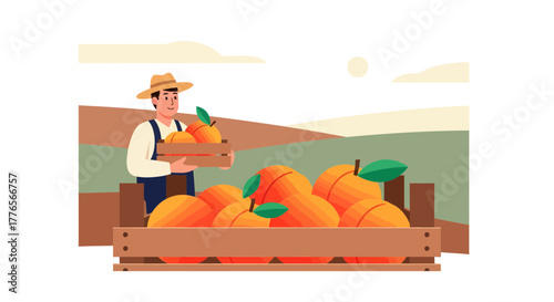A Farmer Harvesting Ripe Peaches and Placing Them in Wooden Crates For Sales Purposes