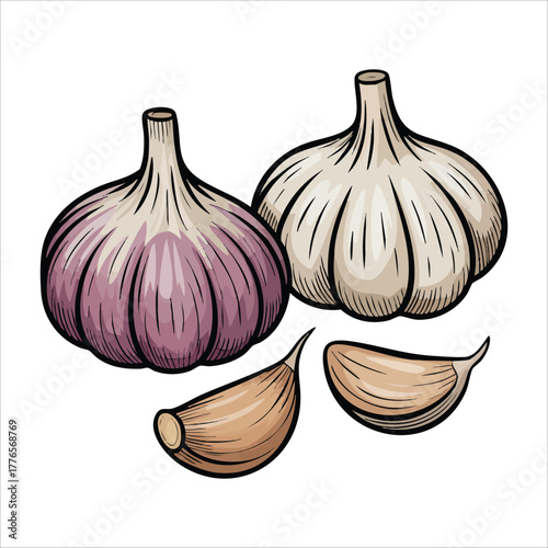 sketch style garlic set with whole and peeled cloves vector art isolated on white background