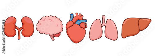 Human Organs Set with Brain, Heart, Lungs, Kidneys, and Liver. Human organs in flat design for educational materials, medical infographics, healthcare apps, anatomy books, classroom visuals. Vector